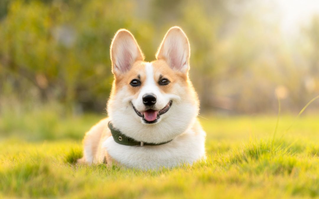 Soigner son chien avec des huiles essentielles