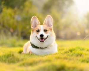 Chien après avoir reçu un traitement aux huiles essentielles