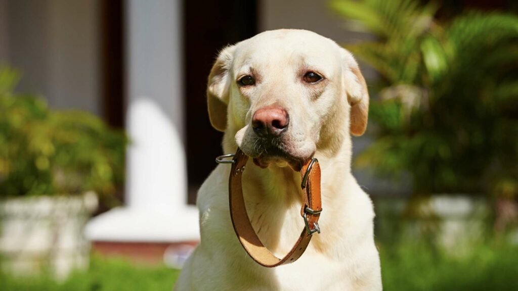 Un chien éduqué