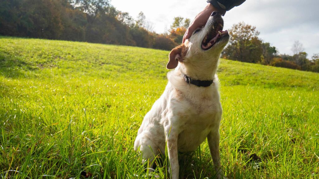 Récompenser un chien