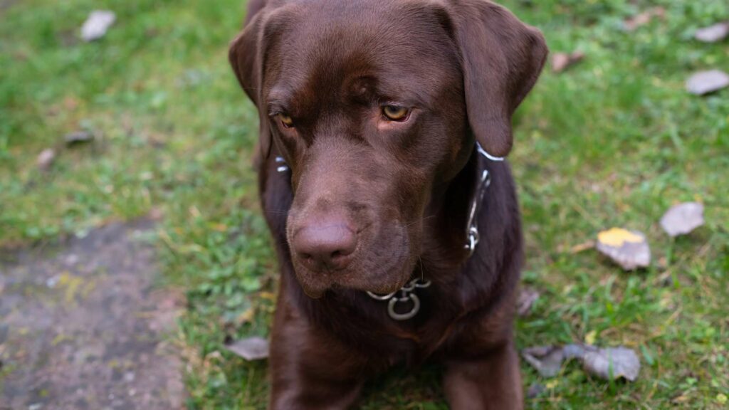 Un chien anxieux