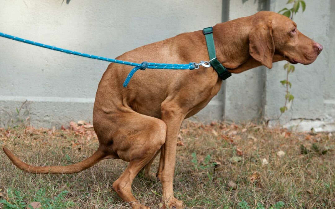 Un chien qui fait ses besoins