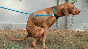 Un chien qui fait ses besoins