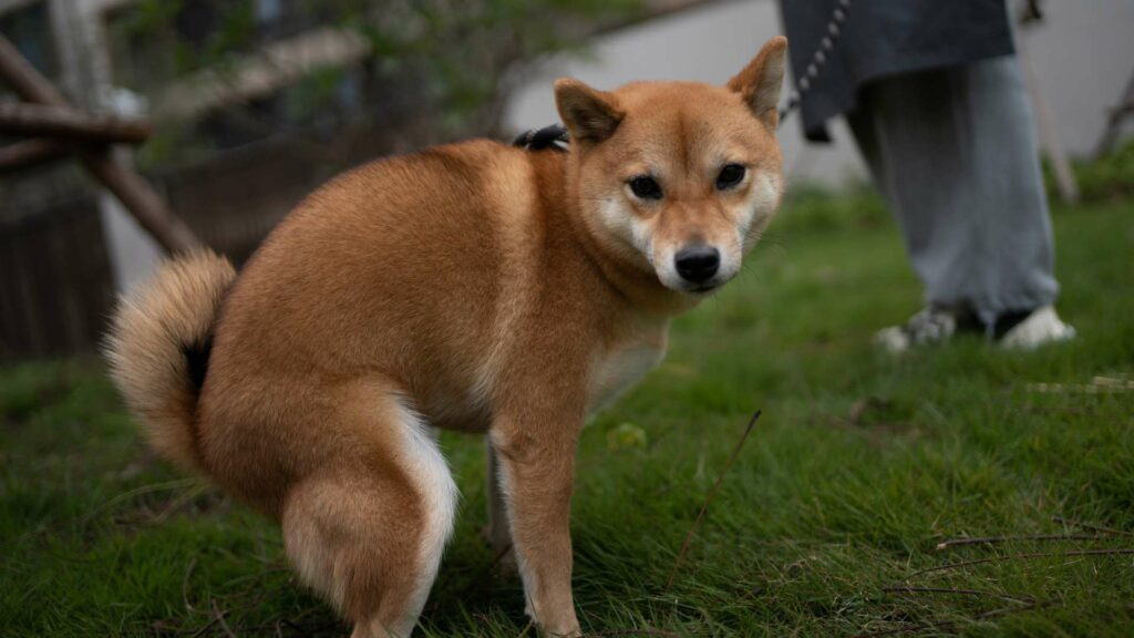 Un chien qui fait ses besoins le soir