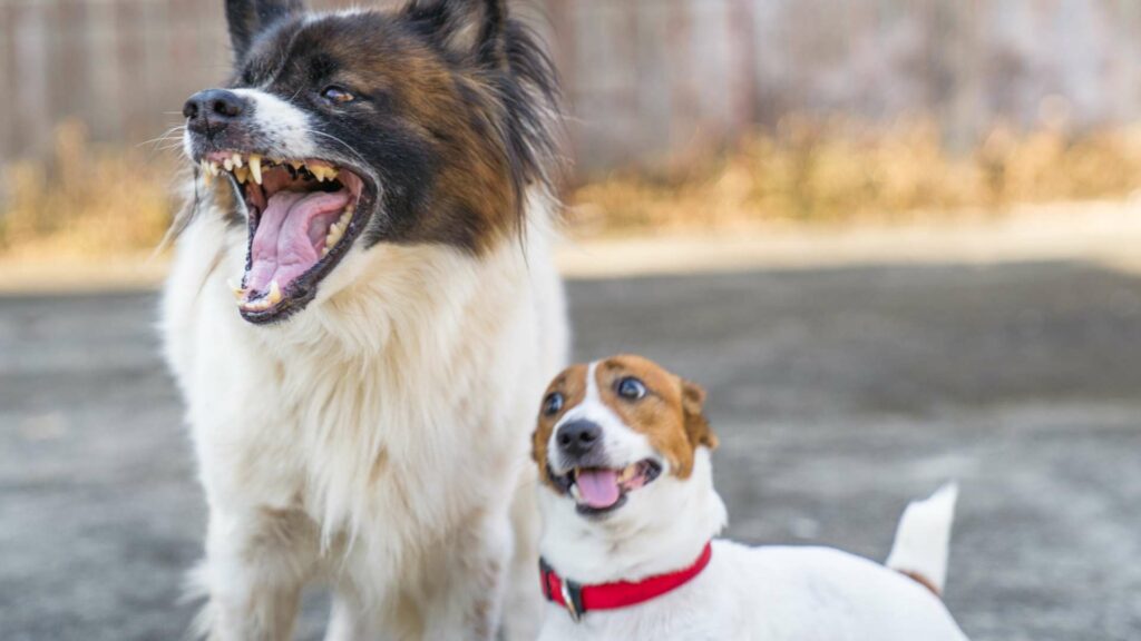 Un chien défendant son territoire