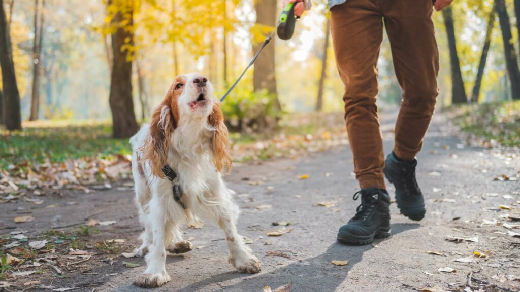 Ignorer les aboiements d'un chien