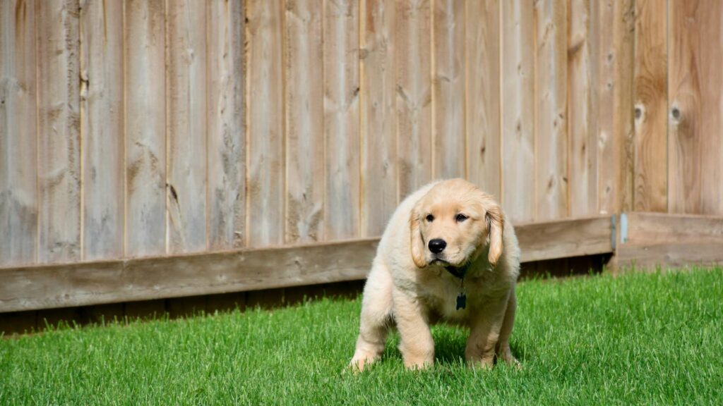 Un chiot qui fait ses besoins à l'extérieur de sa maison