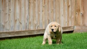 Un chiot qui fait ses besoins à l'extérieur de sa maison