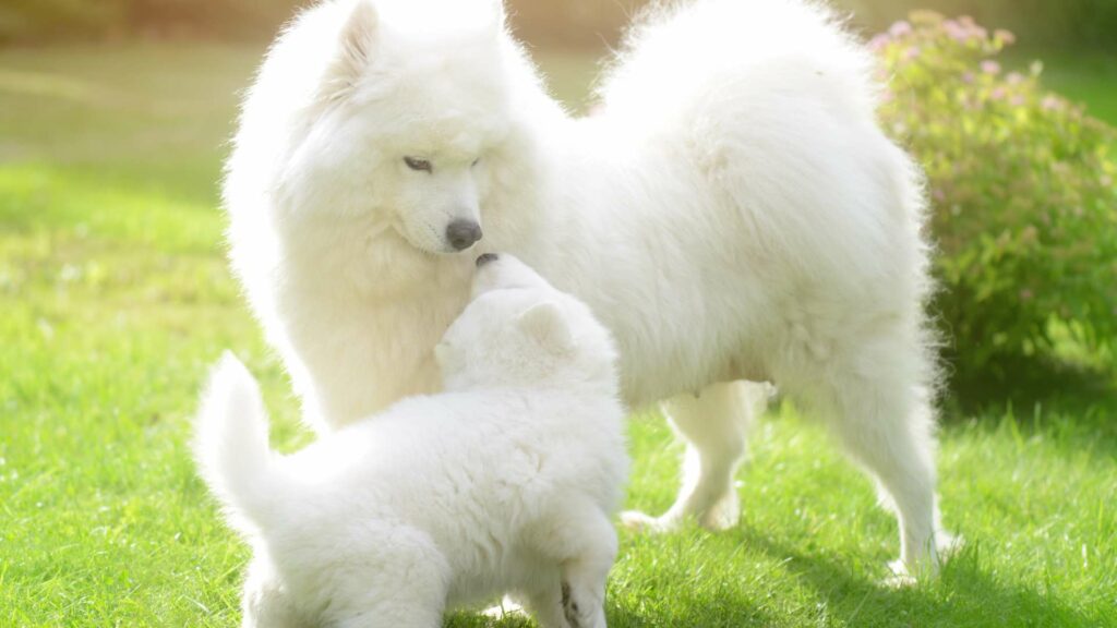 La rencontre d'un chiot