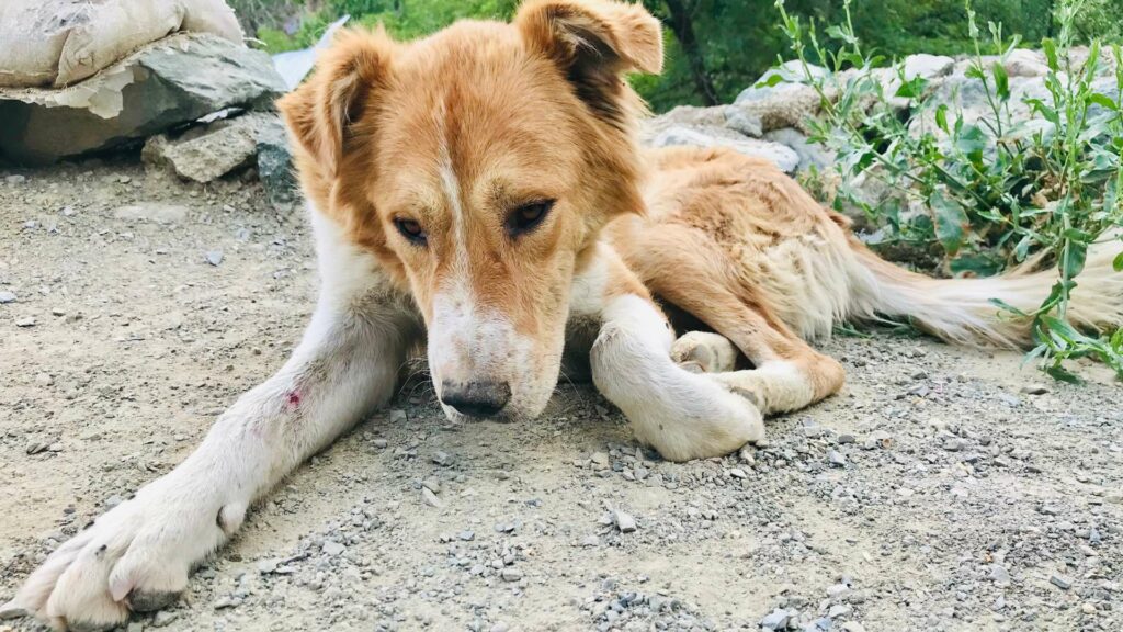 Un chien blessé