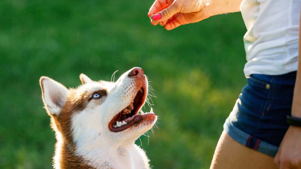 Récompense pour un chien