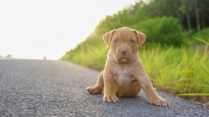 Un chiot
