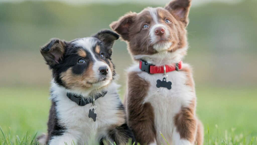 Socialisation d'un chiot