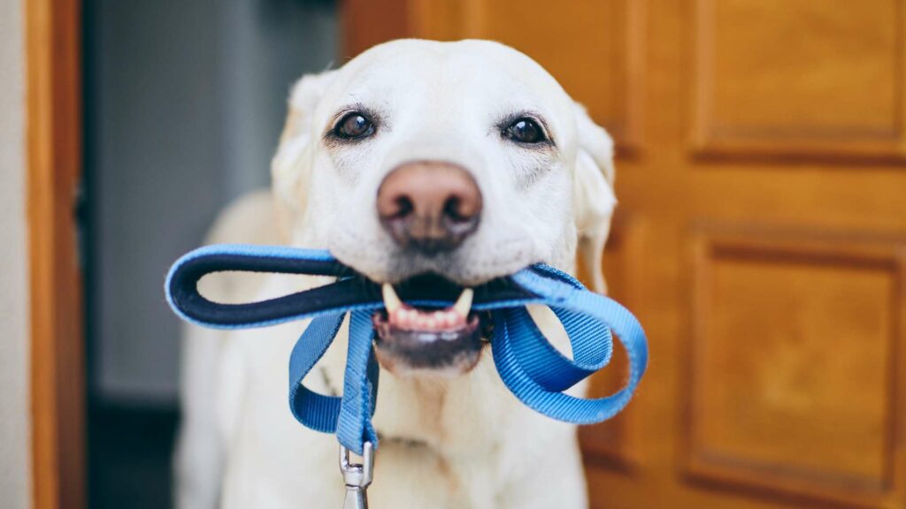 L'apprentissage d'un chien