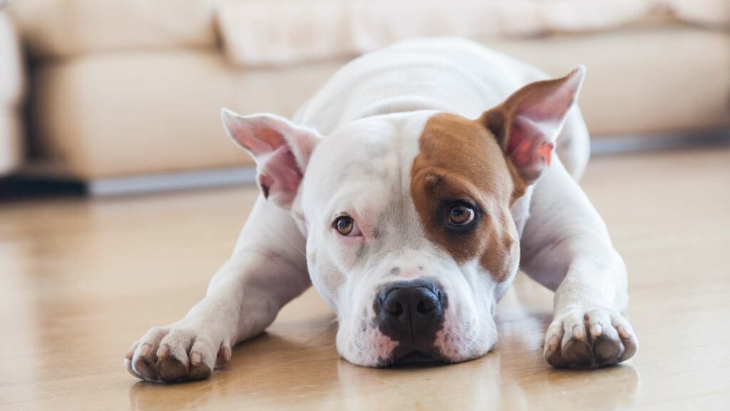 Un chien seul à la maison 