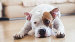 Un chien seul à la maison