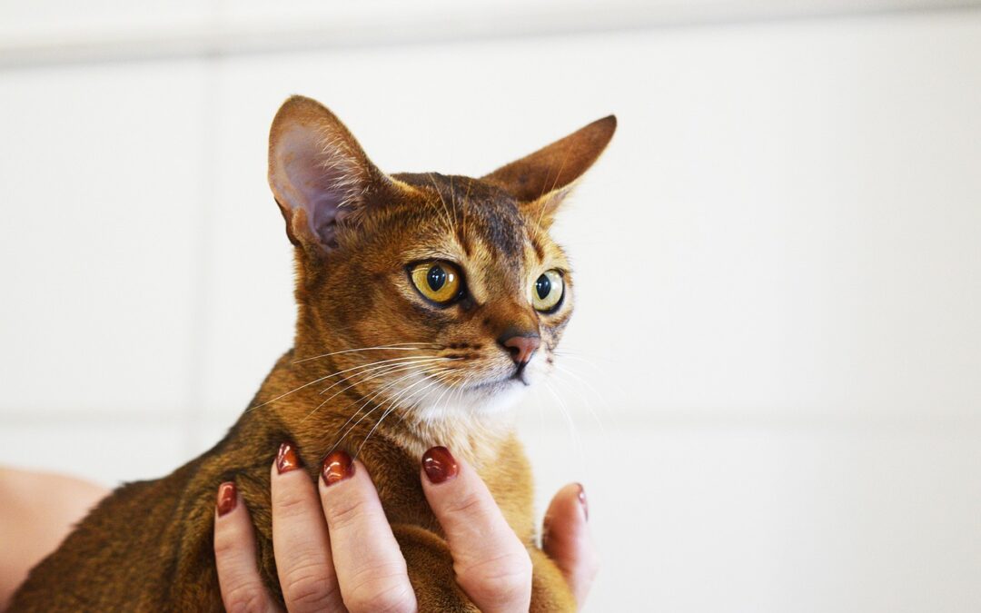 Un chat porté