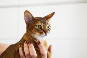 Un chat porté