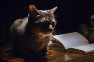 Un chat sur une table