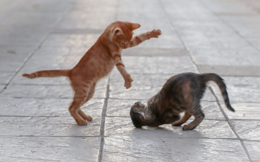 Des chats qui jouent