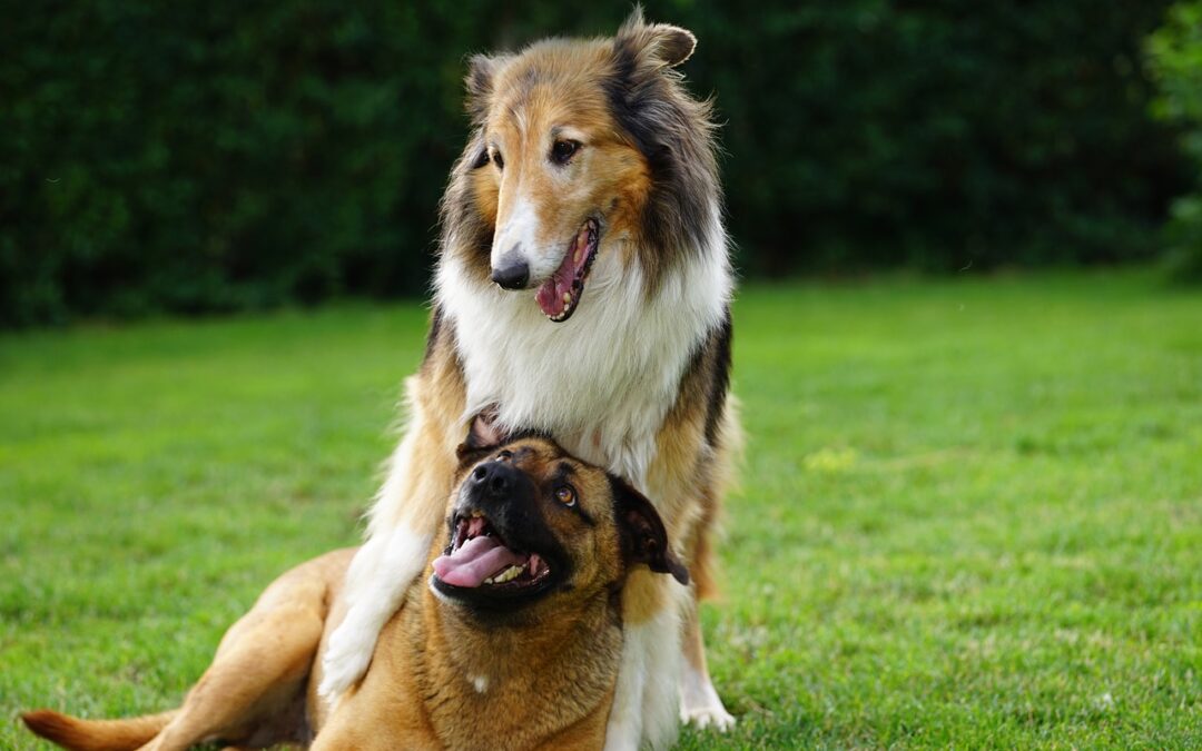 Comment socialiser un chien : les clés pour une intégration réussie