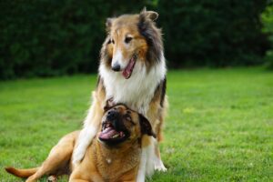 Des chiens sociaux