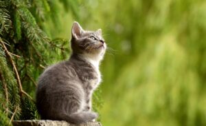 Un chat