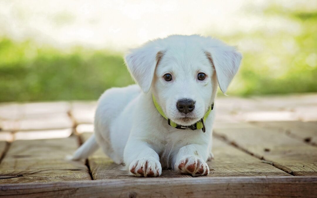 Dresser son chien à rester seul à la maison : nos conseils