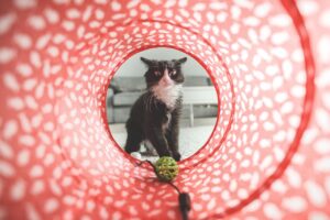 Un chat qui joue
