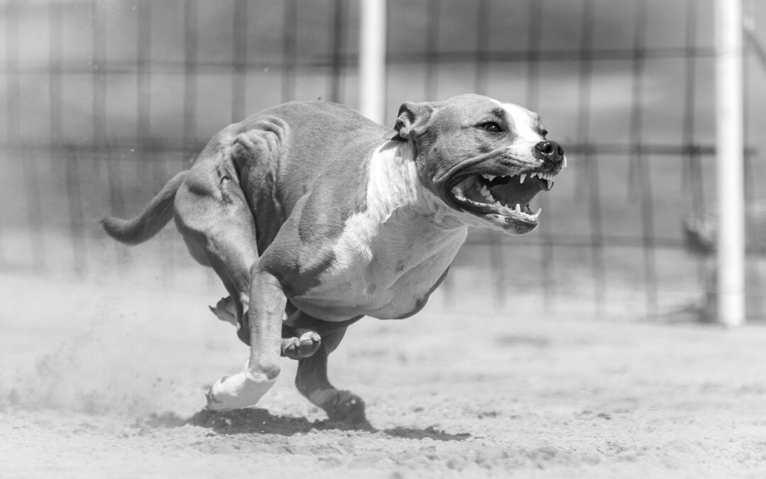 Gérer l’agressivité chez le chien : des techniques d’éducation adaptées