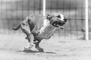 Un chien agressif