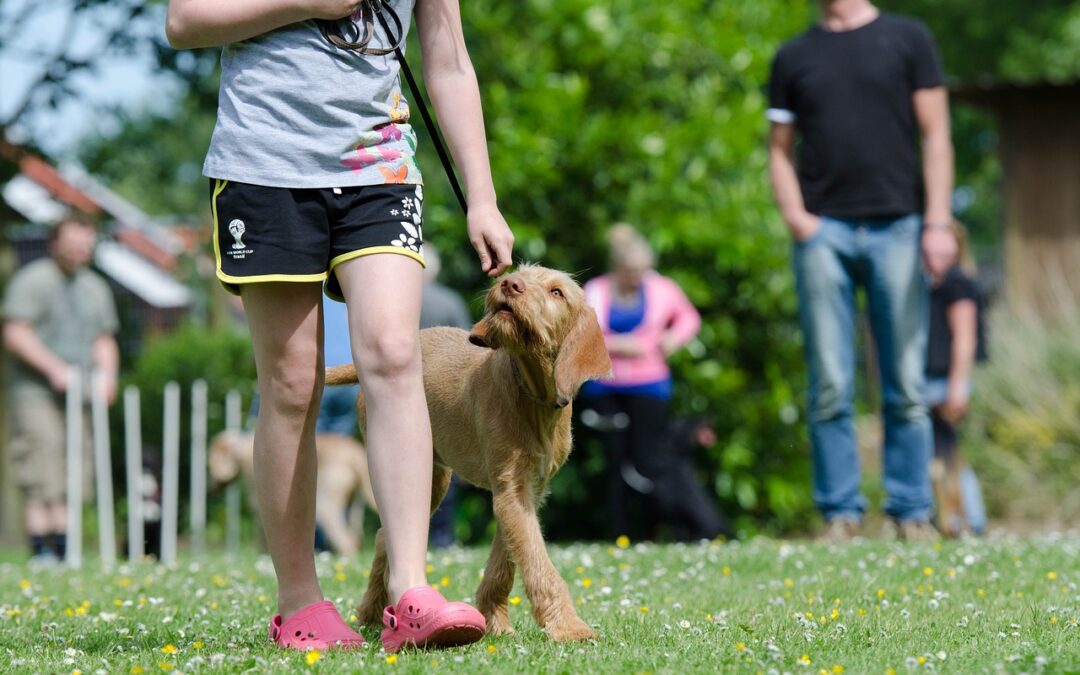 Education d'un chien