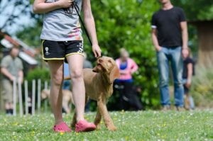 Education d'un chien