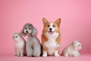 Des chiens