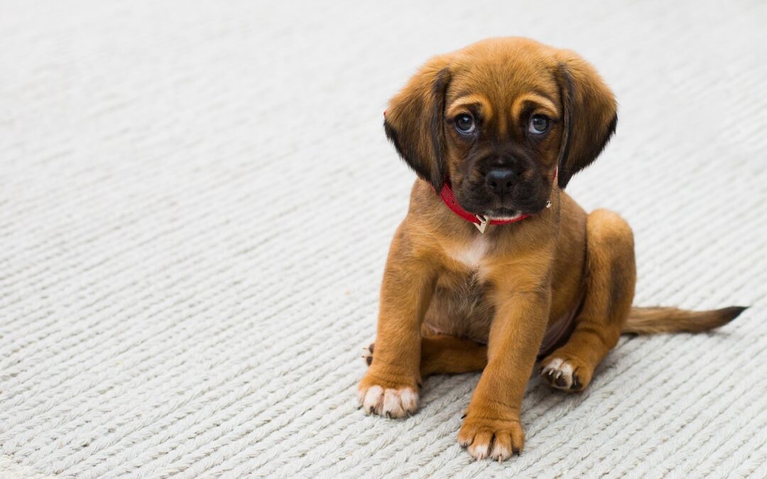 Les étapes pour bien éduquer un chiot