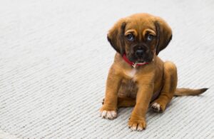Un chiot