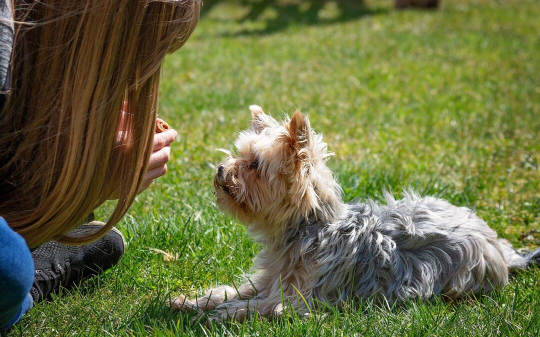 L’importance de la constance dans l’éducation canine