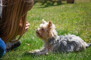 L'éducation d'un chien