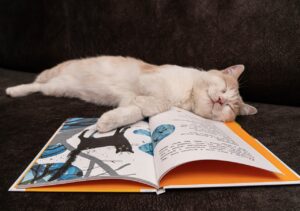 L'éducation d'un chat