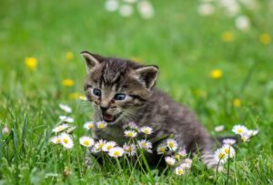 Un chat