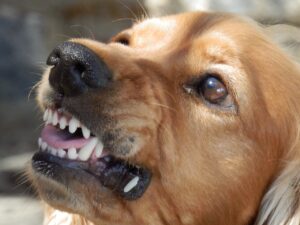 Un chien nerveux