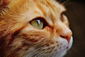 Un chat