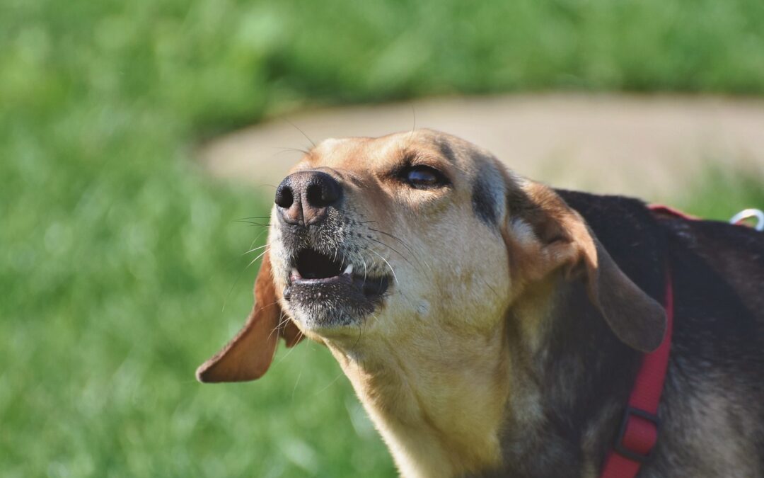 Un chien qui aboie