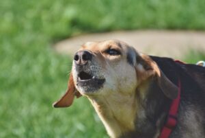 Un chien qui aboie