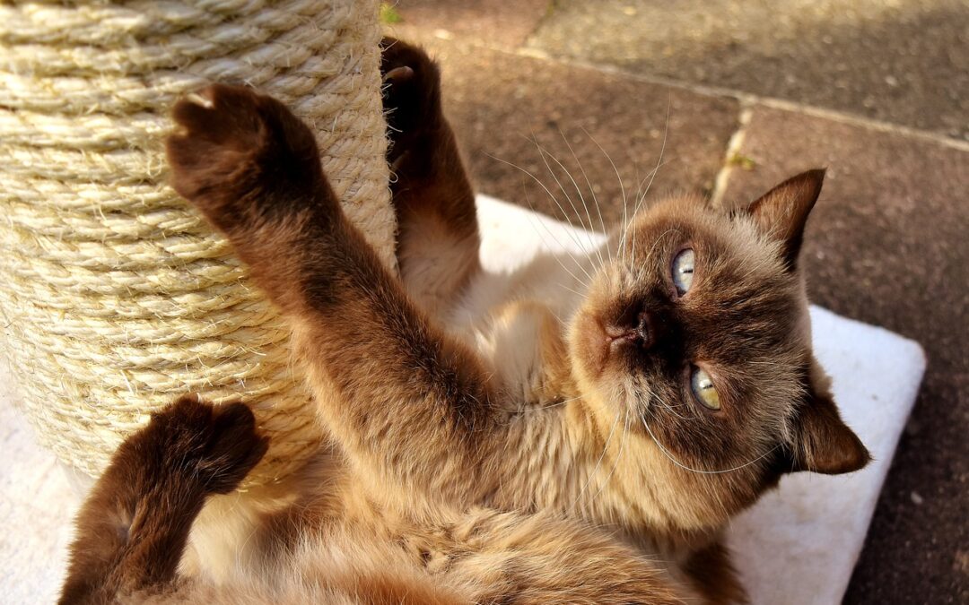 Chat qui fait ses griffes