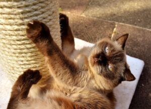 Chat qui fait ses griffes