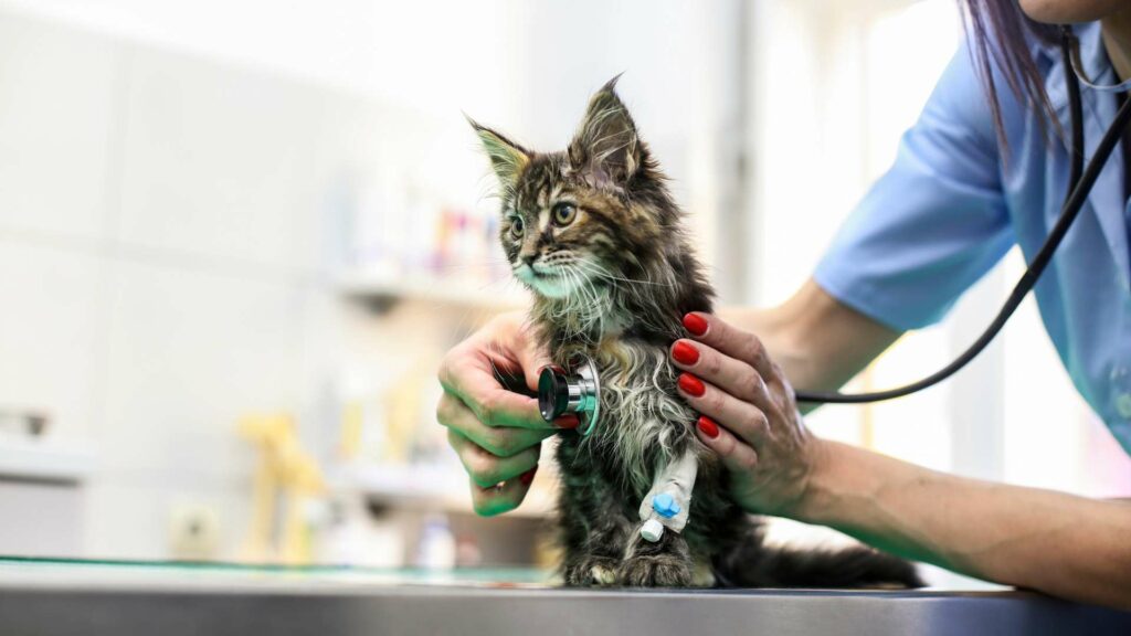 Un chat chez le vétérinaire