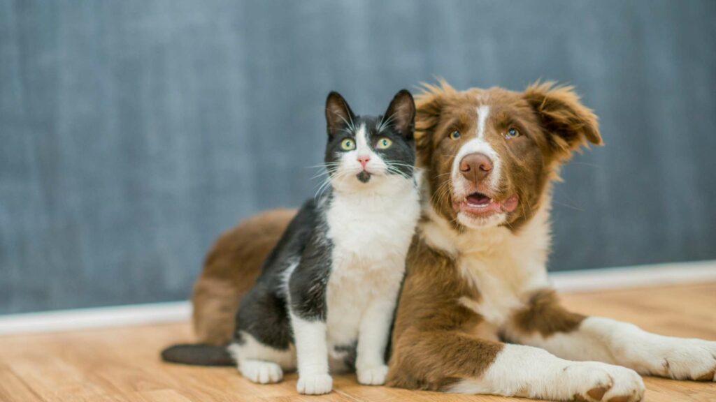 Un chien et un chat