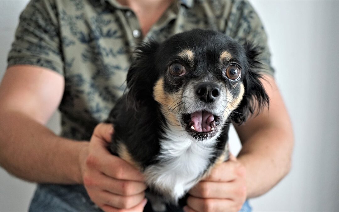 Éduquer un chien peureux : les astuces pour le rendre plus confiant