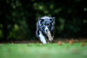 Border Collie en pleine course